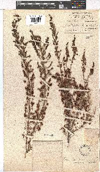 Erica simulans image