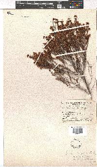 Erica simulans var. tetragona image