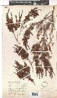 Erica simulans var. tetragona image