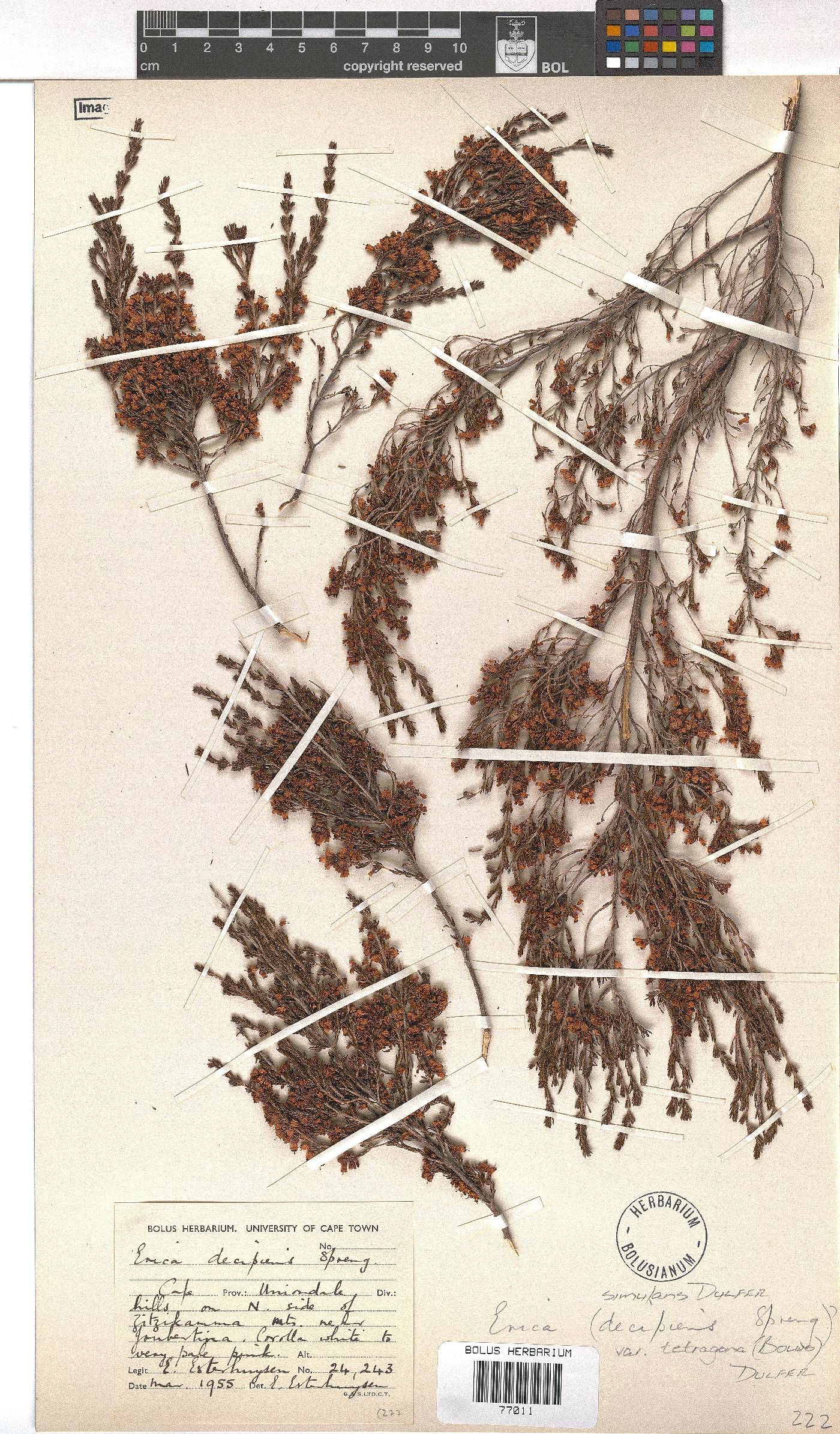 Erica simulans image