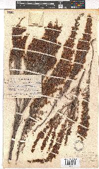 Erica simulans var. tetragona image