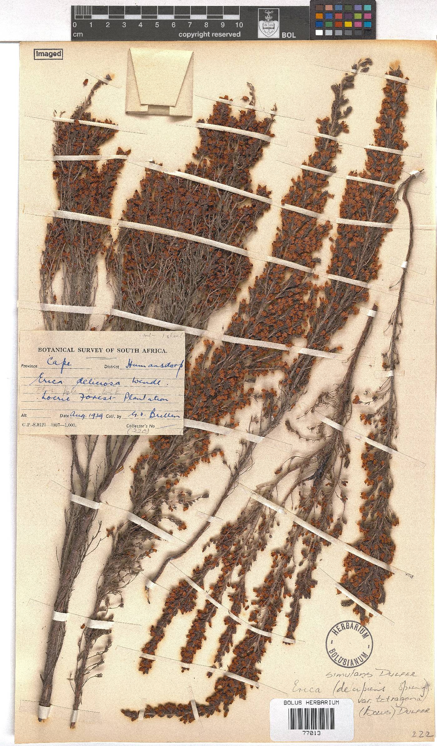 Erica simulans image