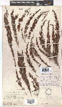 Erica simulans image