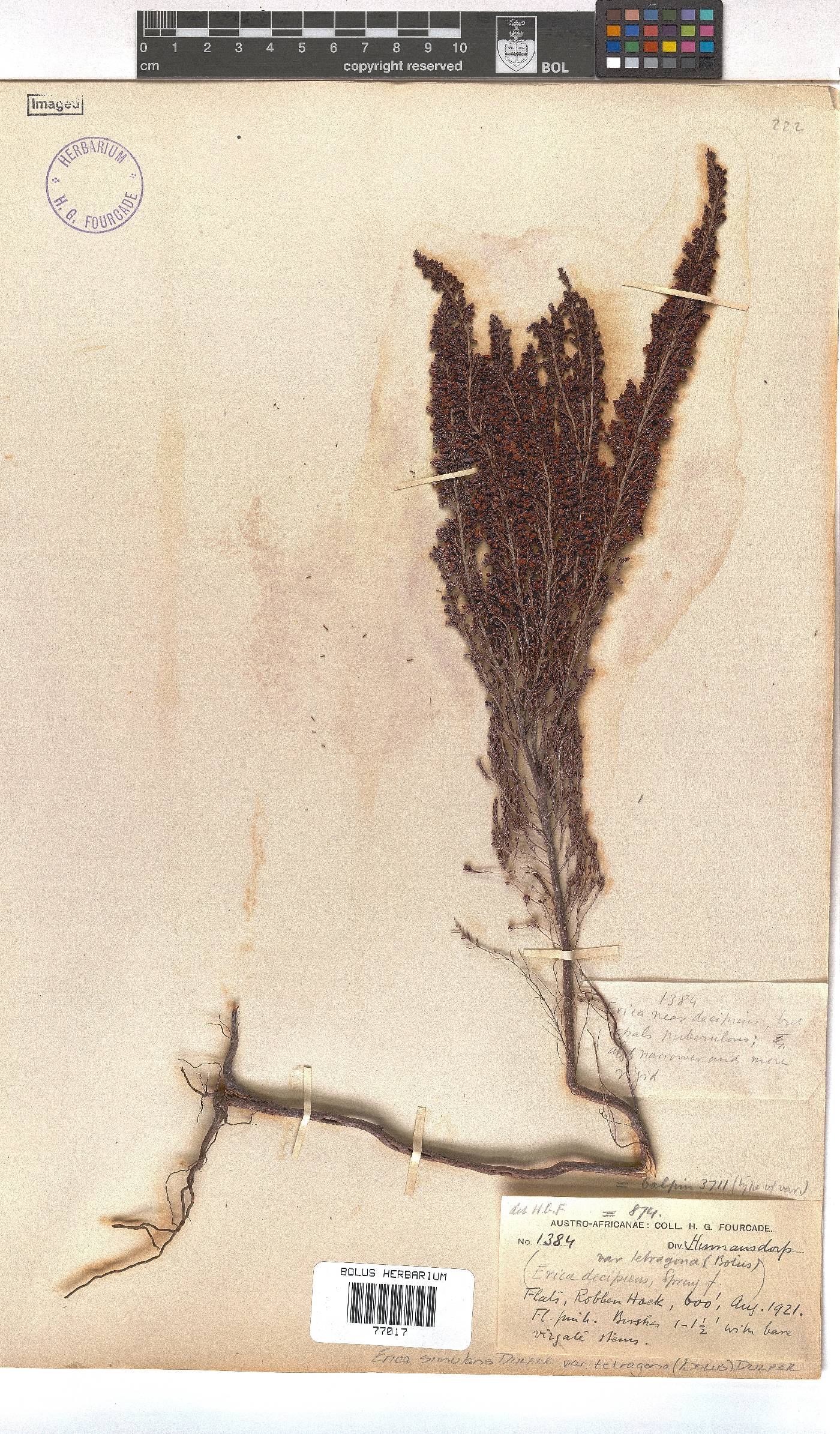 Erica simulans var. tetragona image