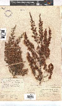 Erica simulans var. tetragona image