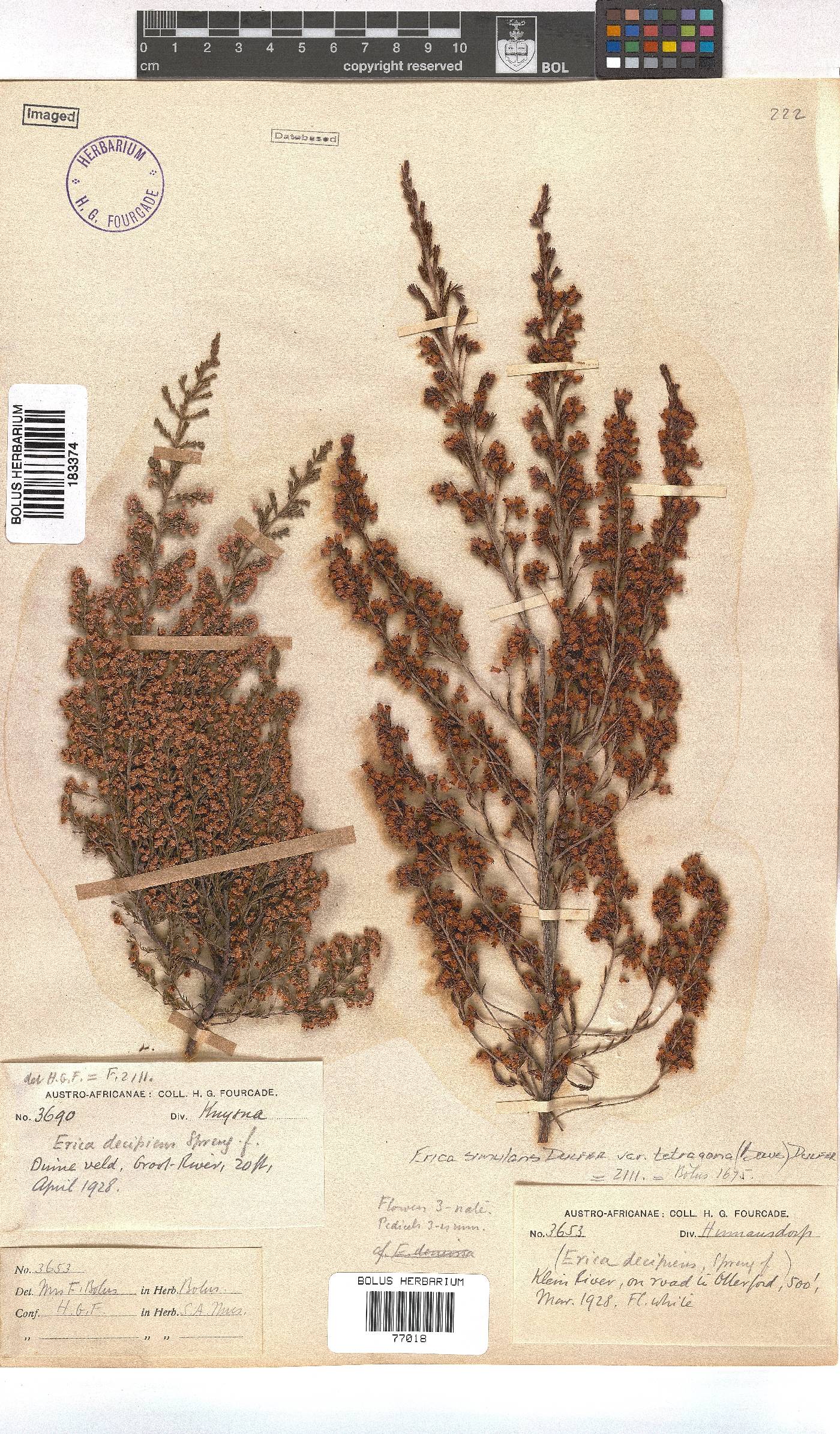 Erica simulans image