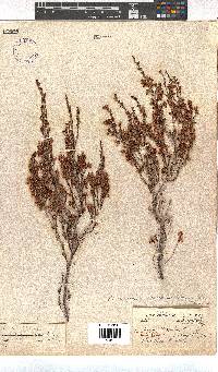 Erica simulans var. tetragona image