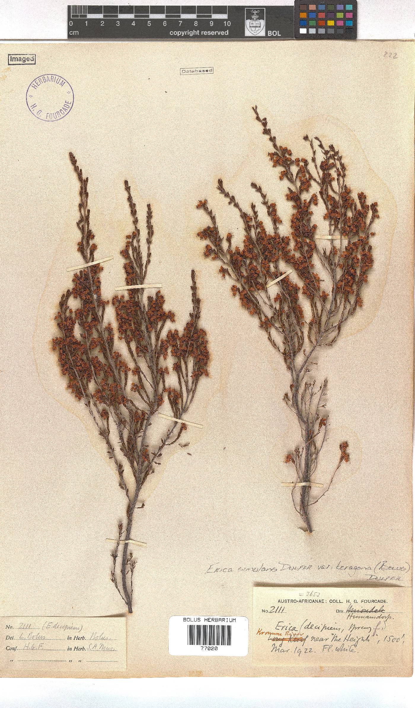 Erica simulans image