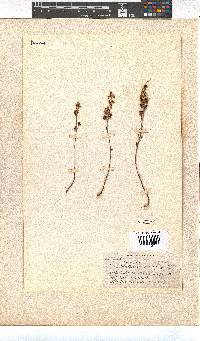 Erica simulans var. tetragona image