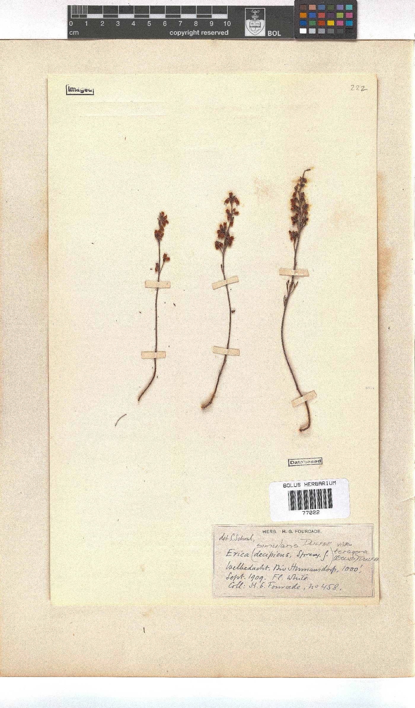 Erica simulans image