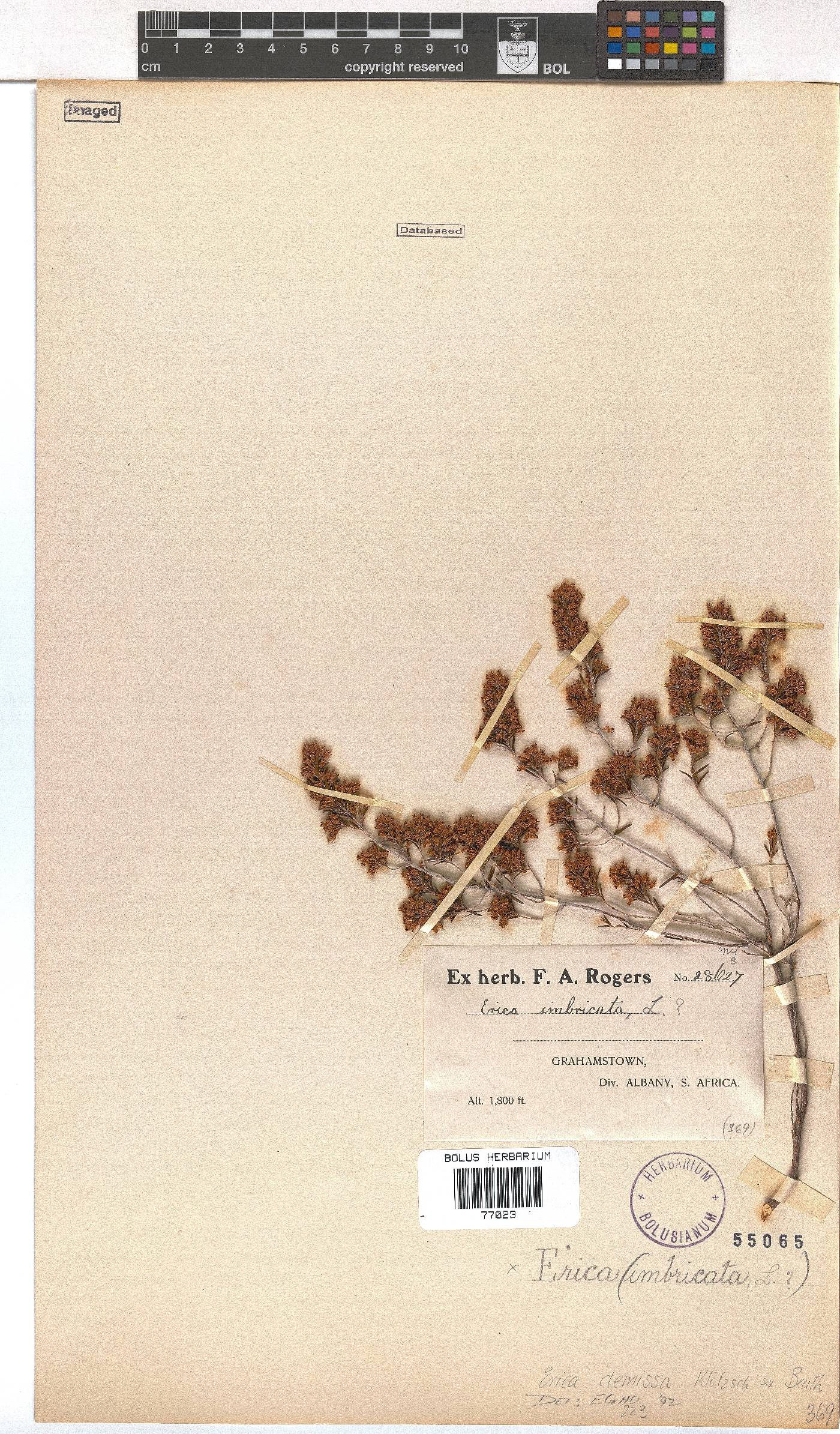 Erica demissa image