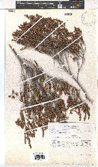 Erica demissa var. crassifolia image