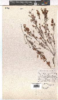 Erica demissa var. crassifolia image