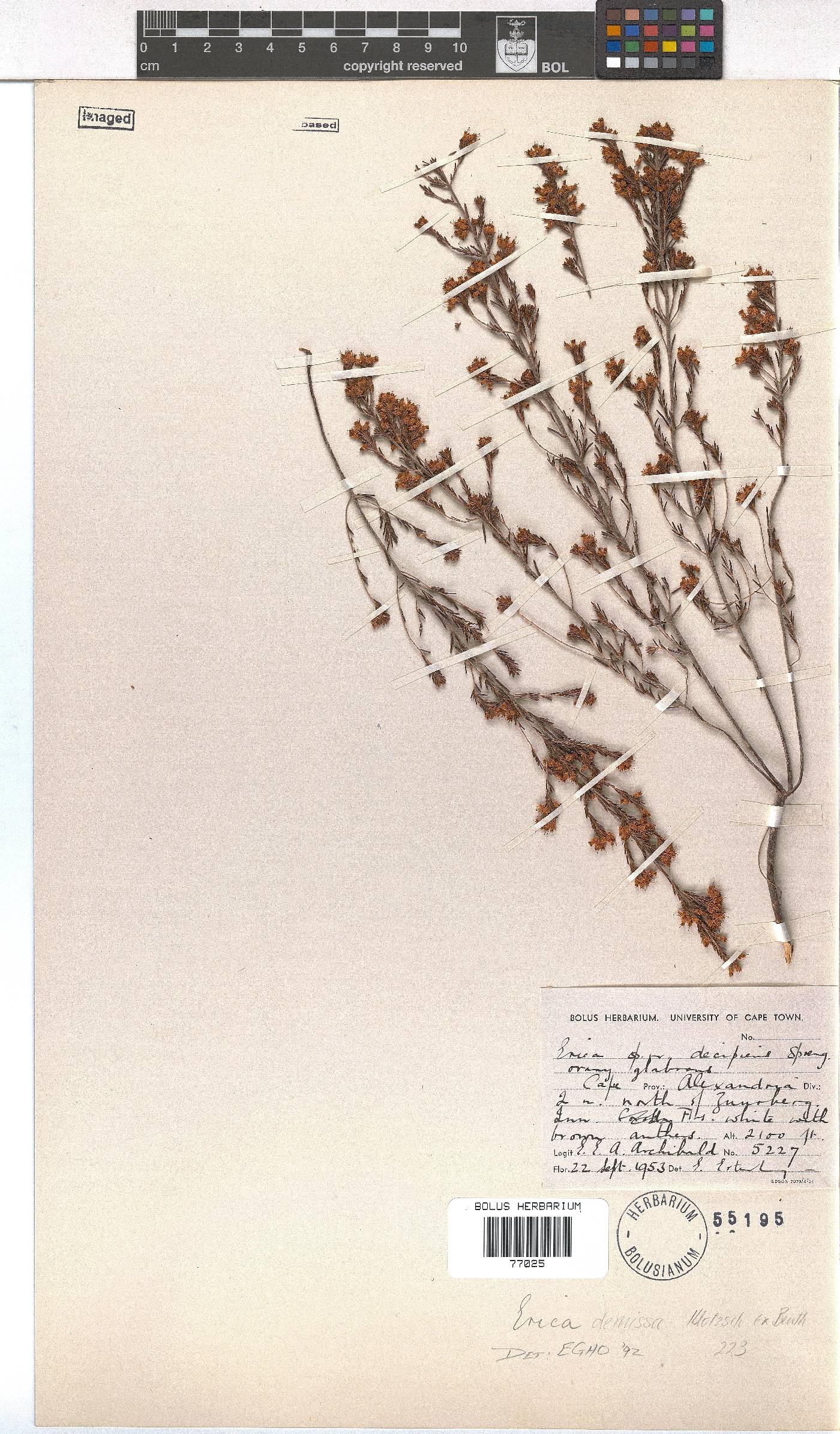 Erica demissa var. crassifolia image