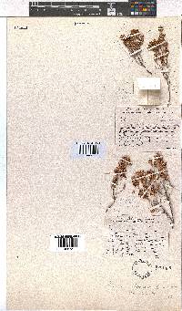 Erica demissa var. crassifolia image