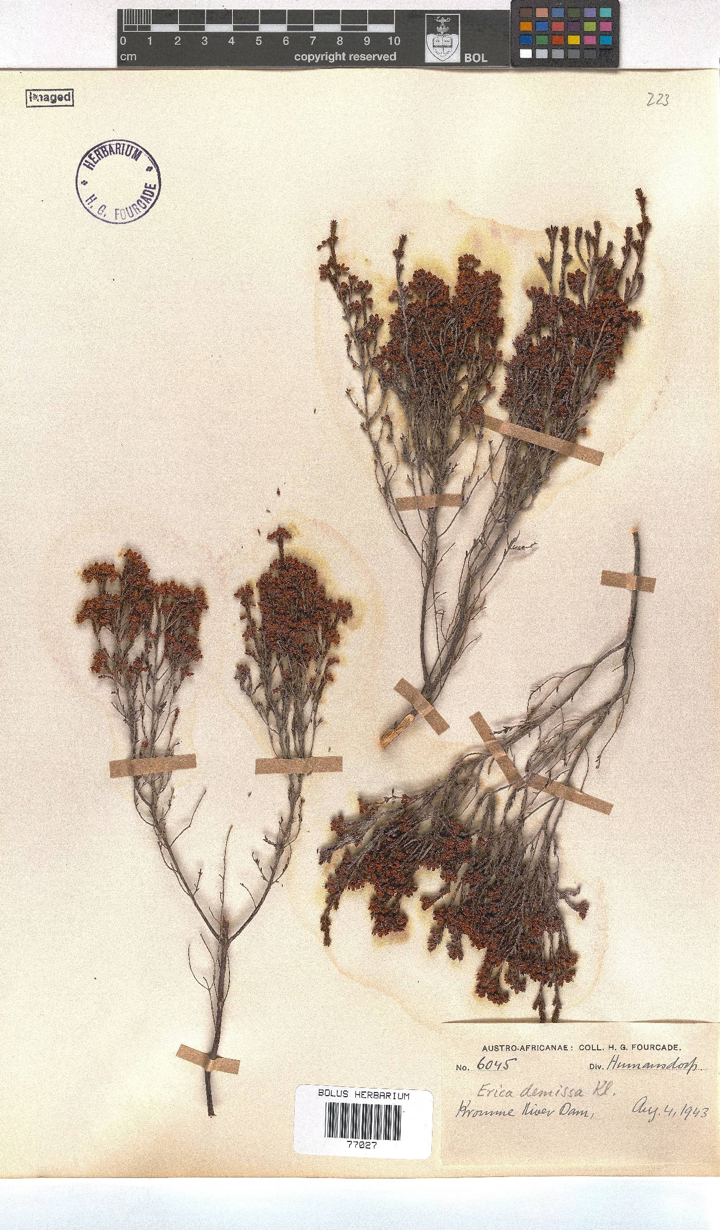 Erica demissa var. crassifolia image