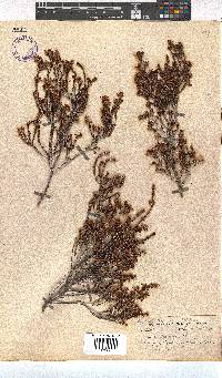 Erica demissa var. crassifolia image