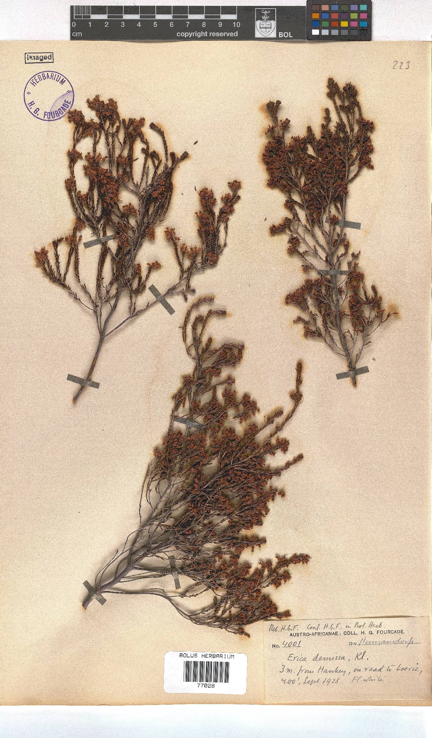 Erica demissa var. crassifolia image