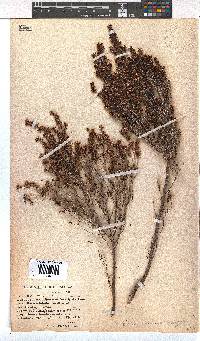 Erica demissa var. crassifolia image