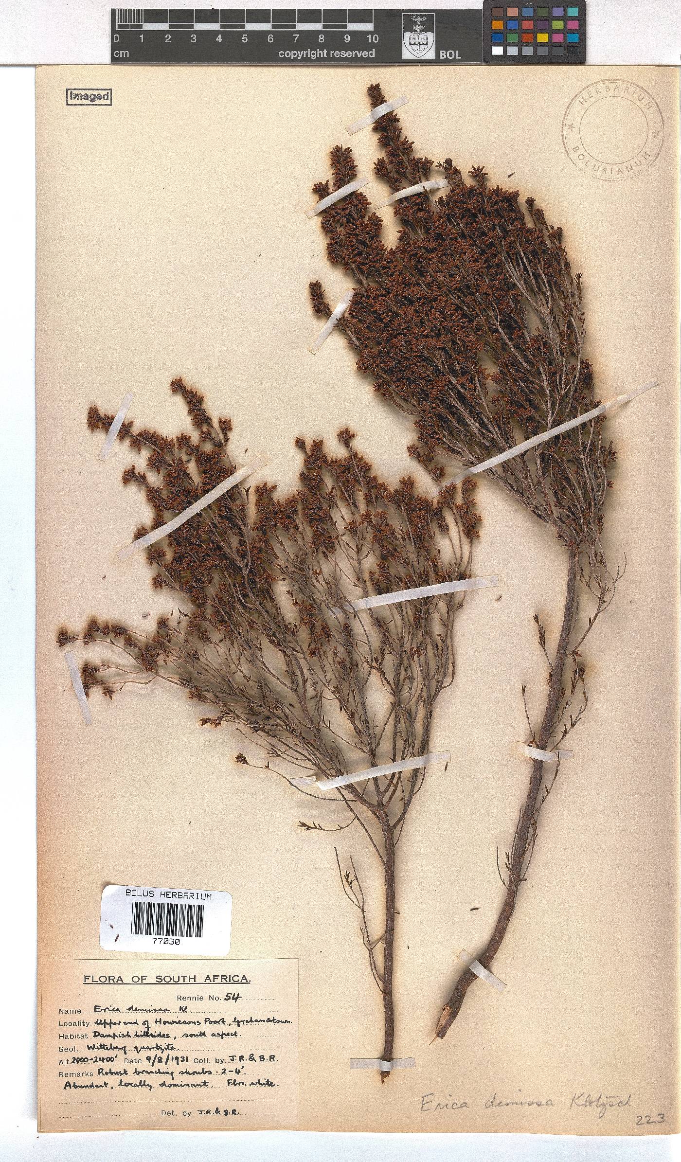 Erica demissa var. crassifolia image