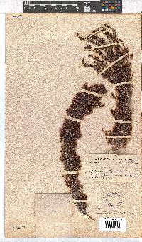 Erica opulenta image