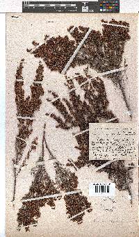 Erica opulenta image