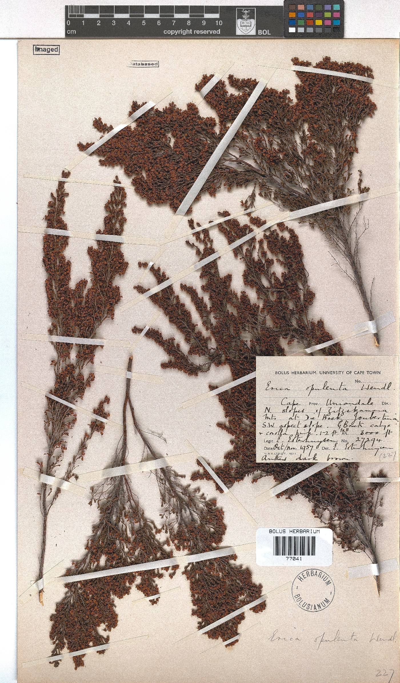 Erica opulenta image