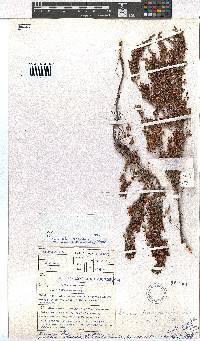 Erica harveyana image