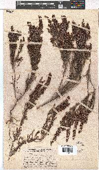 Erica harveyana image