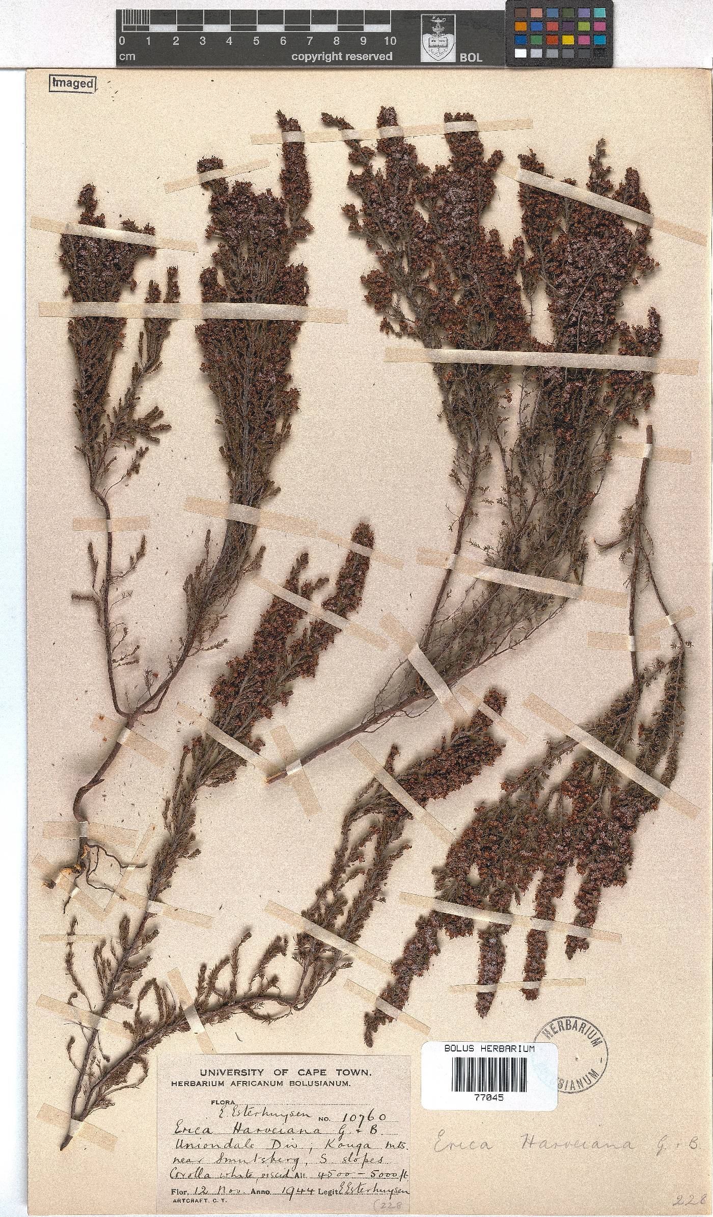 Erica harveyana image