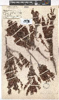 Erica harveyana image