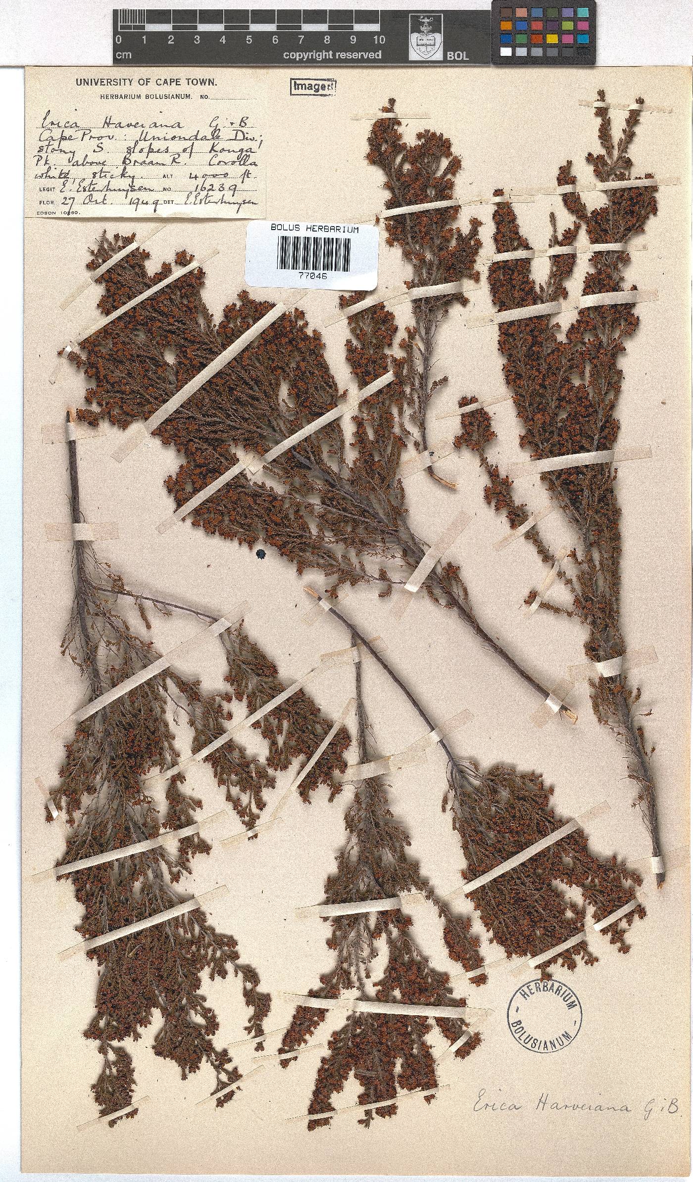 Erica harveyana image