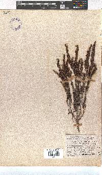 Erica harveyana image