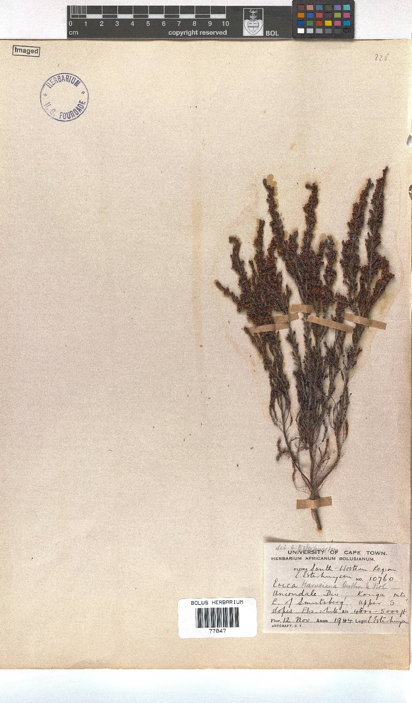 Erica harveyana image