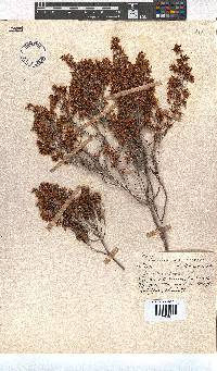 Erica unilateralis image