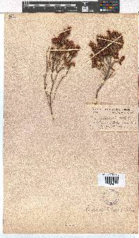 Erica unilateralis image