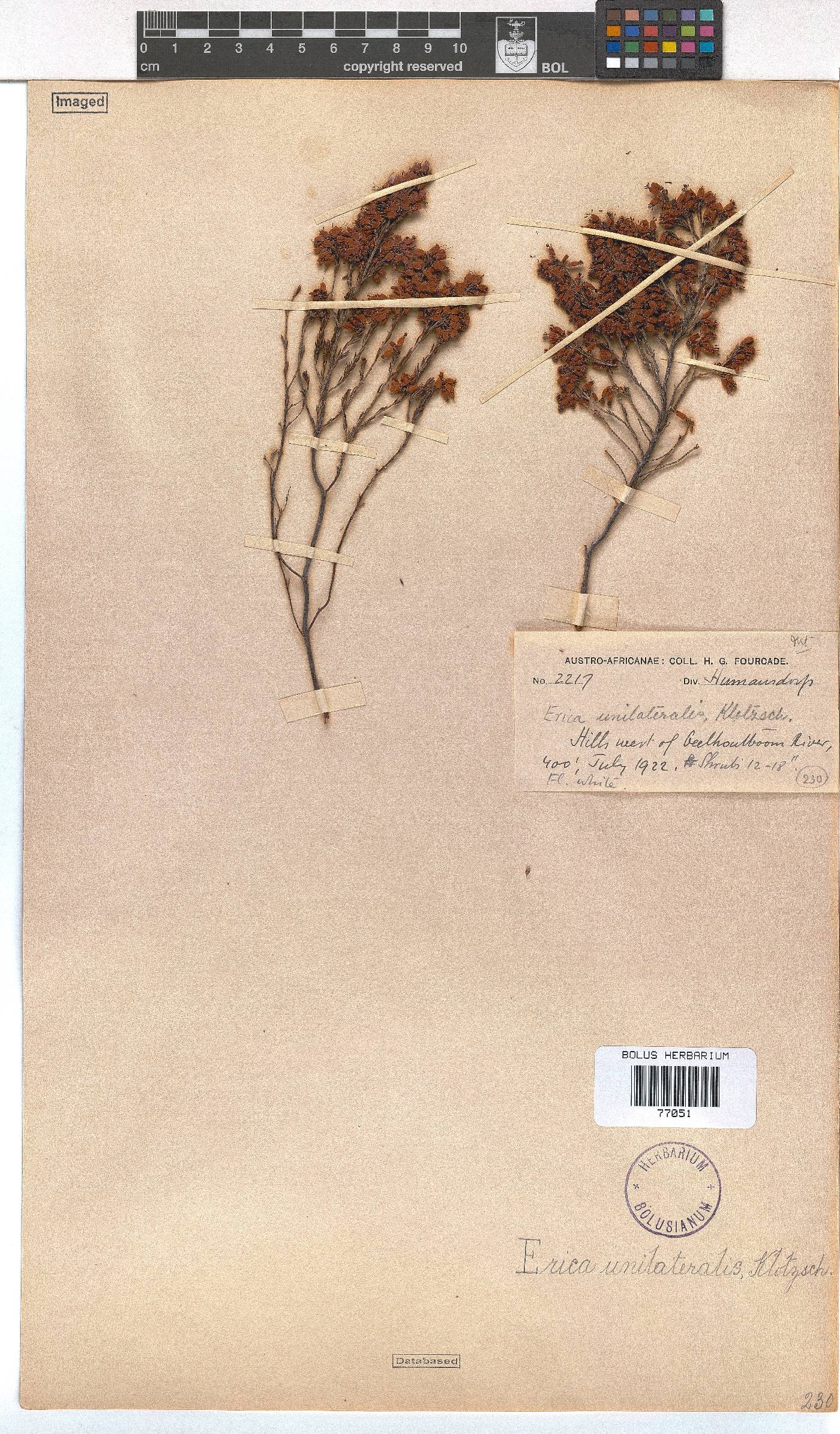 Erica unilateralis image