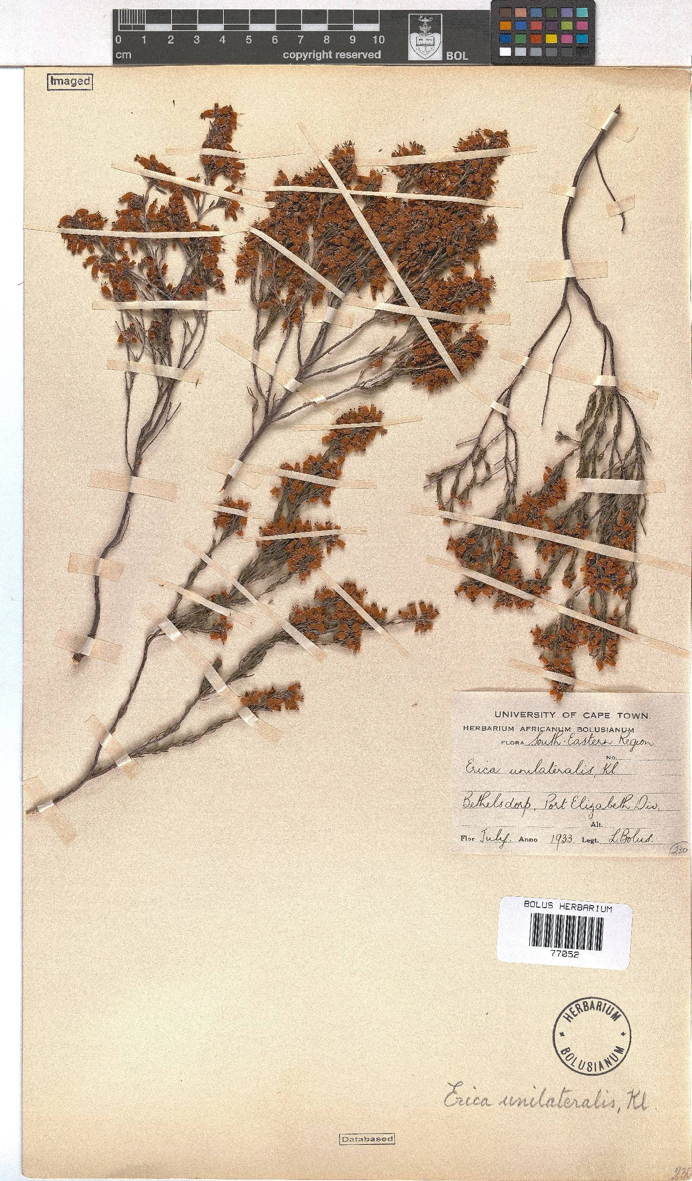 Erica unilateralis image