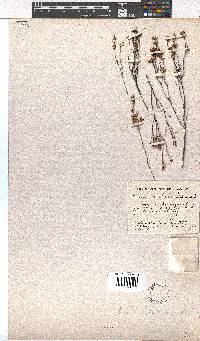 Erica unilateralis image