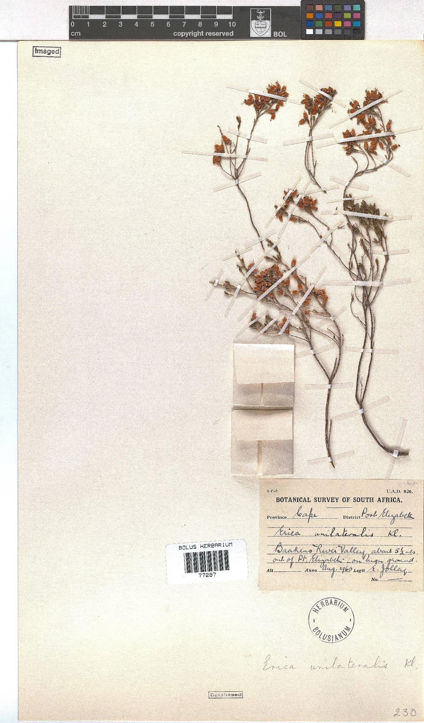 Erica unilateralis image