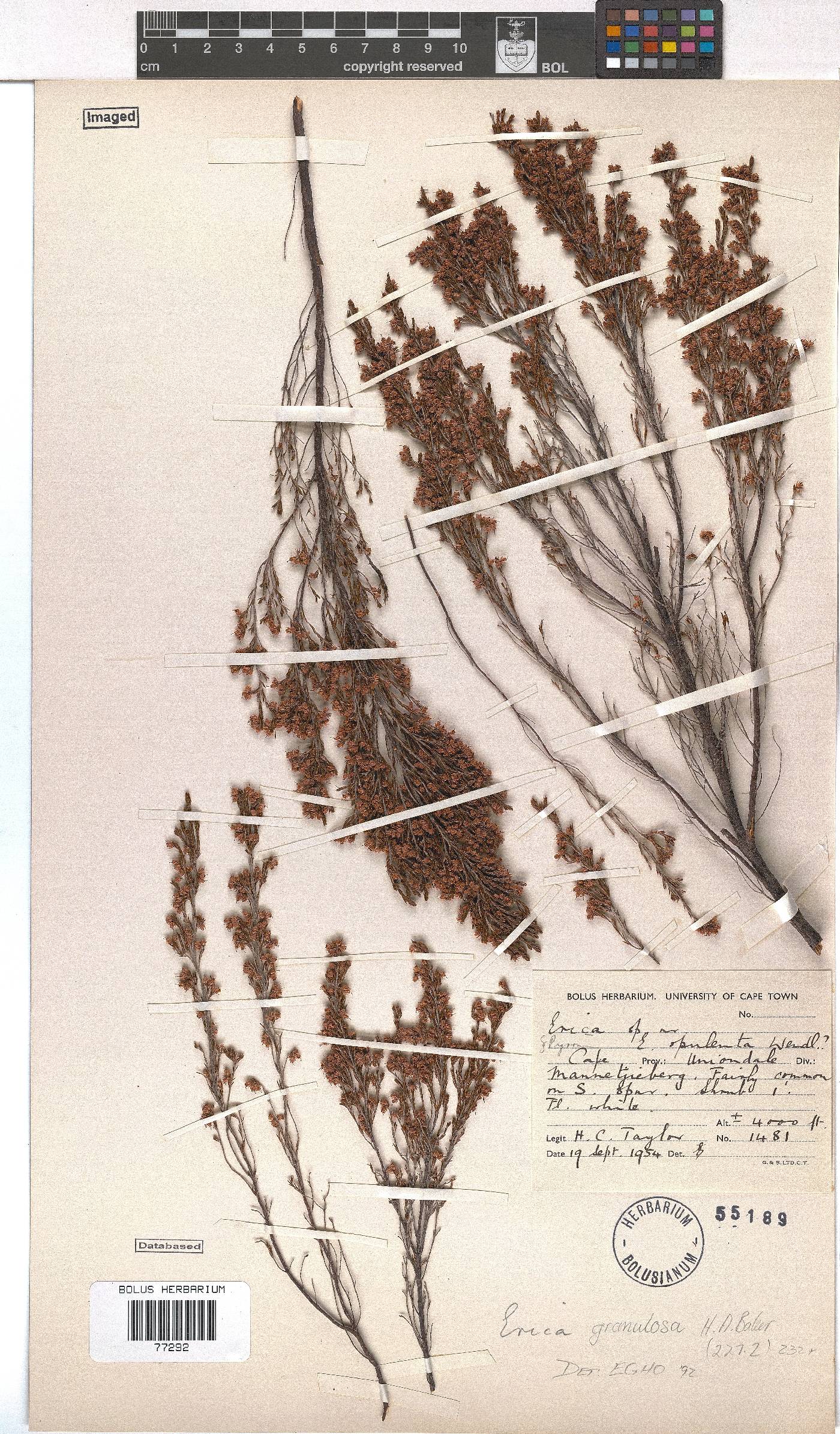 Erica granulosa image