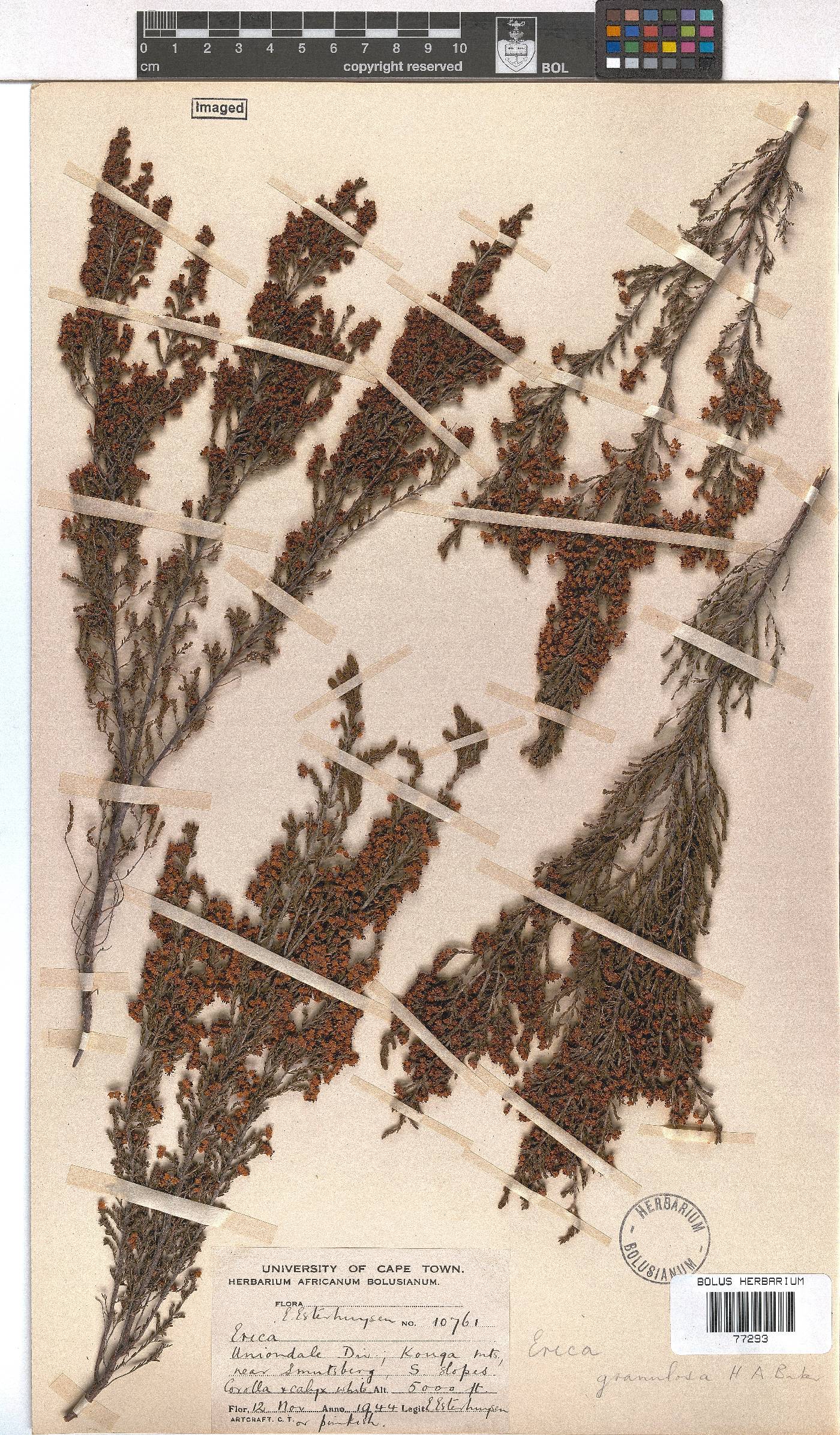 Erica granulosa image