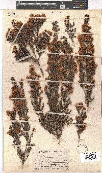 Erica scabriuscula image