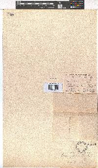 Erica scabriuscula image