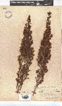 Erica scabriuscula image