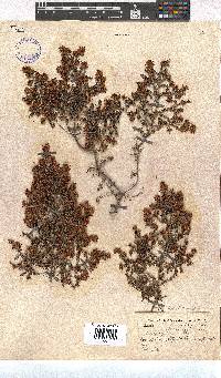 Erica scabriuscula image