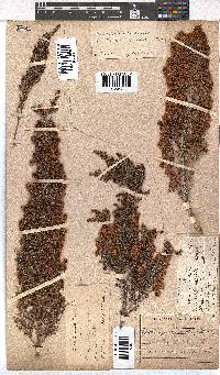 Erica scabriuscula image