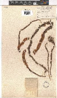 Erica aspalathifolia var. aspalathifolia image