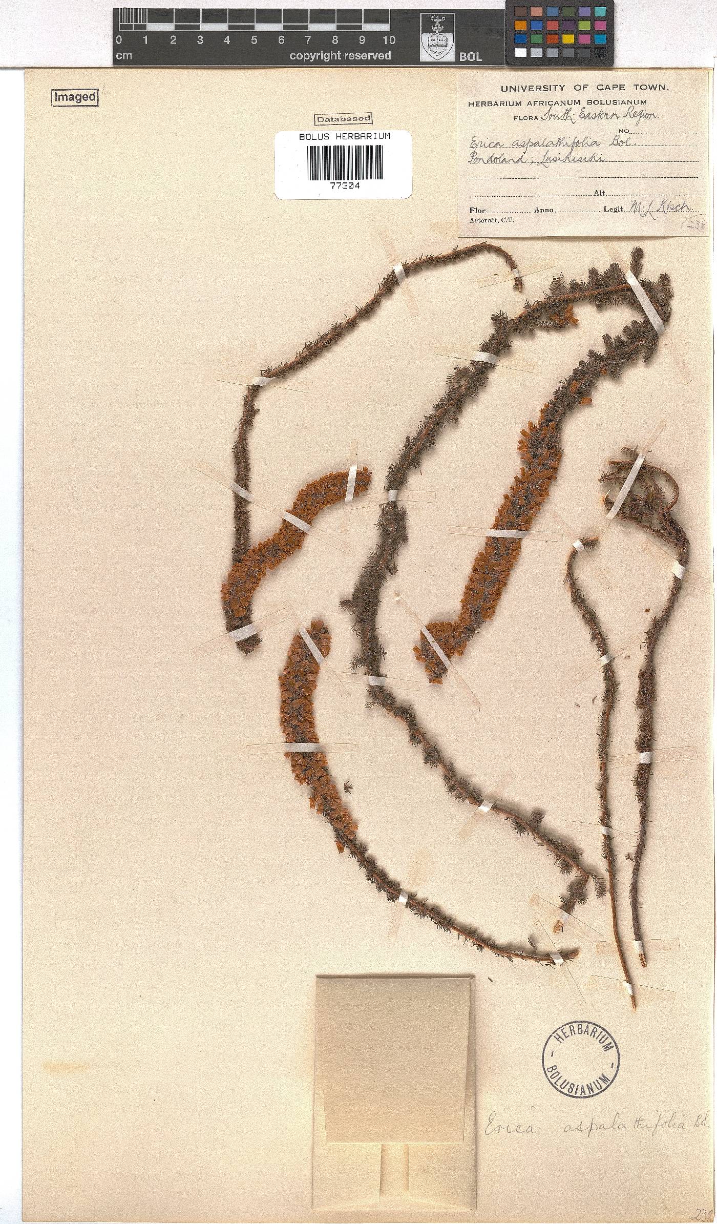 Erica aspalathifolia image