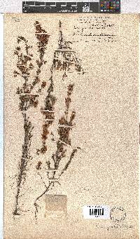 Erica gracilis image